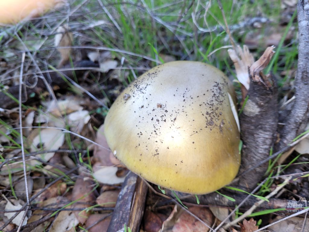 Amanita?